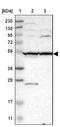 Solute Carrier Family 35 Member F1 antibody, NBP1-86755, Novus Biologicals, Western Blot image 