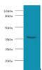 WD Repeat Domain 54 antibody, LS-C318163, Lifespan Biosciences, Western Blot image 