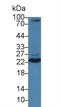 TNF Superfamily Member 12 antibody, LS-C374789, Lifespan Biosciences, Western Blot image 