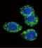 Fibroblast Growth Factor Receptor 2 antibody, PA5-14651, Invitrogen Antibodies, Immunofluorescence image 