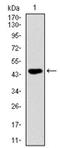 FAS antibody, AM06730PU-N, Origene, Western Blot image 