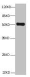 Annexin A2 antibody, LS-C681780, Lifespan Biosciences, Western Blot image 