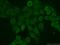 Heparin Binding Growth Factor antibody, 11344-1-AP, Proteintech Group, Immunofluorescence image 