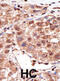 Myotubularin 1 antibody, abx032999, Abbexa, Immunohistochemistry paraffin image 
