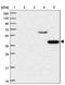 Solute Carrier Family 25 Member 33 antibody, PA5-62114, Invitrogen Antibodies, Western Blot image 