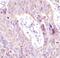 Eukaryotic Translation Initiation Factor 4 Gamma 1 antibody, MA5-14971, Invitrogen Antibodies, Immunohistochemistry frozen image 