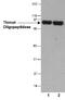 Thimet Oligopeptidase 1 antibody, NB400-146, Novus Biologicals, Western Blot image 