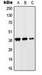 Solute Carrier Family 10 Member 7 antibody, orb215317, Biorbyt, Western Blot image 