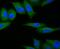 Ribosomal Protein S6 Kinase A1 antibody, NBP2-80423, Novus Biologicals, Immunofluorescence image 