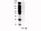 Interleukin 17F antibody, A02062, Boster Biological Technology, Western Blot image 