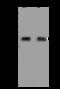 Peroxisomal Biogenesis Factor 3 antibody, 200628-T44, Sino Biological, Western Blot image 