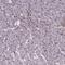 AE Binding Protein 1 antibody, HPA064970, Atlas Antibodies, Immunohistochemistry frozen image 