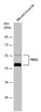 Y-Box Binding Protein 3 antibody, GTX130052, GeneTex, Western Blot image 