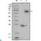R-spondin-1 antibody, LS-C814073, Lifespan Biosciences, Western Blot image 