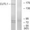 CDP antibody, abx013481, Abbexa, Western Blot image 