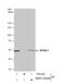 RuvB Like AAA ATPase 1 antibody, NBP2-20244, Novus Biologicals, Immunoprecipitation image 