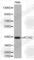 Actin Alpha 2, Smooth Muscle antibody, A2625, ABclonal Technology, Western Blot image 