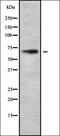Dual Specificity Tyrosine Phosphorylation Regulated Kinase 3 antibody, orb337556, Biorbyt, Western Blot image 