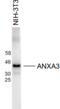 Annexin A3 antibody, 54-316, ProSci, Western Blot image 
