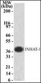 SET Nuclear Proto-Oncogene antibody, orb87944, Biorbyt, Western Blot image 