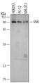 Ribosomal Protein S6 Kinase A3 antibody, AF1518, R&D Systems, Western Blot image 