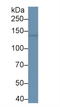 Bromodomain Containing 1 antibody, LS-C374840, Lifespan Biosciences, Western Blot image 