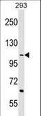 Testis Expressed 2 antibody, LS-C157169, Lifespan Biosciences, Western Blot image 