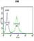 DLG Associated Protein 5 antibody, abx031723, Abbexa, Western Blot image 