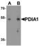 Prolyl 4-Hydroxylase Subunit Beta antibody, MBS153576, MyBioSource, Western Blot image 