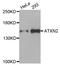 ATXN2 antibody, STJ111257, St John