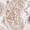 Tripartite Motif Containing 11 antibody, NBP1-88609, Novus Biologicals, Immunohistochemistry paraffin image 