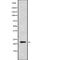 Interferon Alpha 7 antibody, abx216148, Abbexa, Western Blot image 