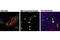 Cre Recombinase antibody, 12830S, Cell Signaling Technology, Immunofluorescence image 