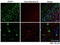 Fatty Acid Binding Protein 4 antibody, 43-268, ProSci, Western Blot image 