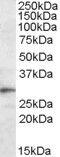 Triggering Receptor Expressed On Myeloid Cells 2 antibody, PA5-18764, Invitrogen Antibodies, Western Blot image 