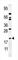 Adenylate Kinase 1 antibody, abx033922, Abbexa, Western Blot image 