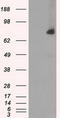 Cytochrome P450 Oxidoreductase antibody, LS-C114669, Lifespan Biosciences, Western Blot image 