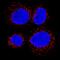 CD36 Molecule antibody, MAB19551, R&D Systems, Immunofluorescence image 