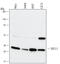 Suppressor Of Cytokine Signaling 3 antibody, MAB5696, R&D Systems, Western Blot image 