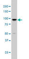 Rho GTPase Activating Protein 6 antibody, LS-C196690, Lifespan Biosciences, Western Blot image 