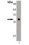 DnaJ Heat Shock Protein Family (Hsp40) Member A2 antibody, ADI-SPA-410-D, Enzo Life Sciences, Western Blot image 
