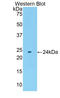 Fibroblast Growth Factor 13 antibody, LS-C293899, Lifespan Biosciences, Western Blot image 