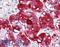 Baculoviral IAP Repeat Containing 5 antibody, LS-B2787, Lifespan Biosciences, Immunohistochemistry frozen image 