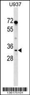 Peptidylprolyl Isomerase E antibody, 59-279, ProSci, Western Blot image 