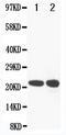 Glutathione Peroxidase 2 antibody, PA1812, Boster Biological Technology, Western Blot image 