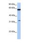 Post-GPI Attachment To Proteins 3 antibody, NBP1-69334, Novus Biologicals, Western Blot image 