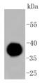 IgG4 antibody, NBP2-67527, Novus Biologicals, Western Blot image 