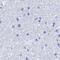 Testis Expressed 101 antibody, NBP1-84357, Novus Biologicals, Immunohistochemistry paraffin image 
