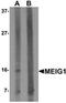 Meiosis-expressed gene 1 protein antibody, orb75624, Biorbyt, Western Blot image 