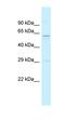 Signal Recognition Particle 54 antibody, orb324861, Biorbyt, Western Blot image 